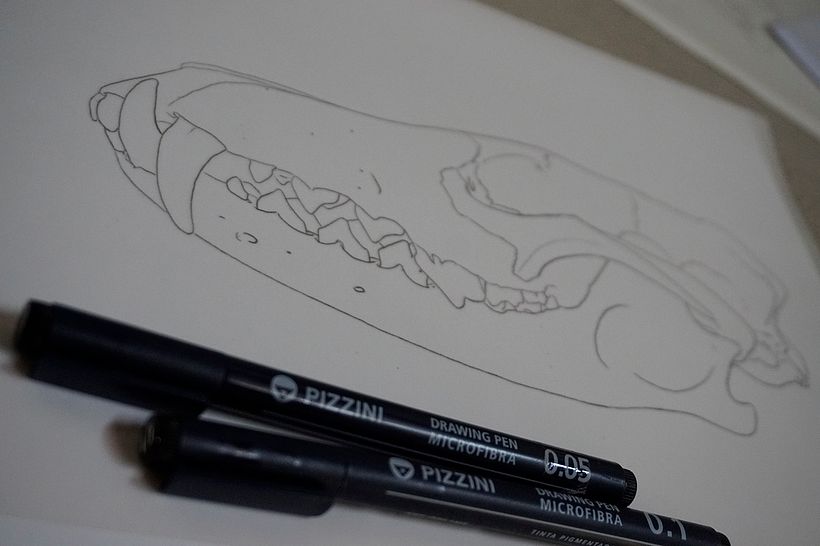 Boceto lineal realizado con microfibras sobre papel vegetal a partir de fotografías del material óseo. 