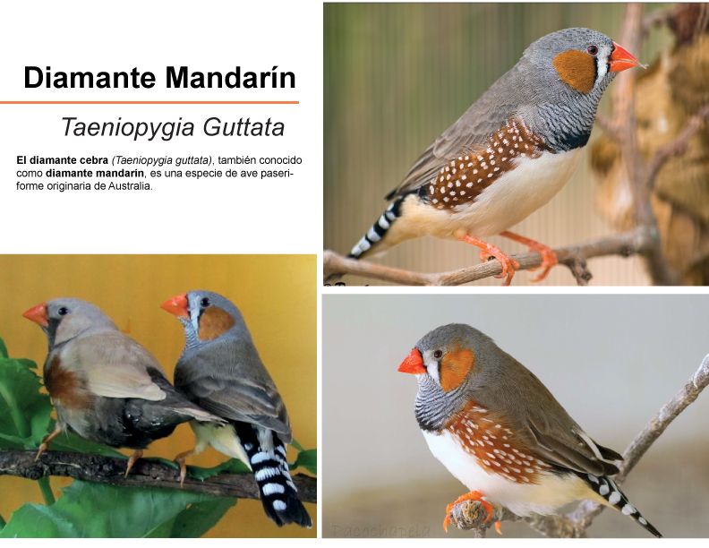 Mandarin Diamondback 1