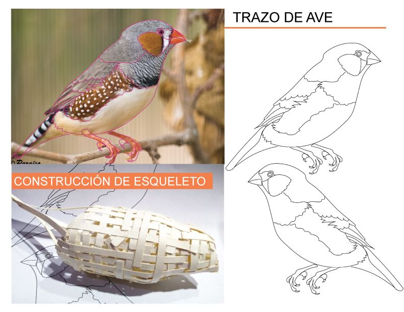 Mandarin Diamondback 2