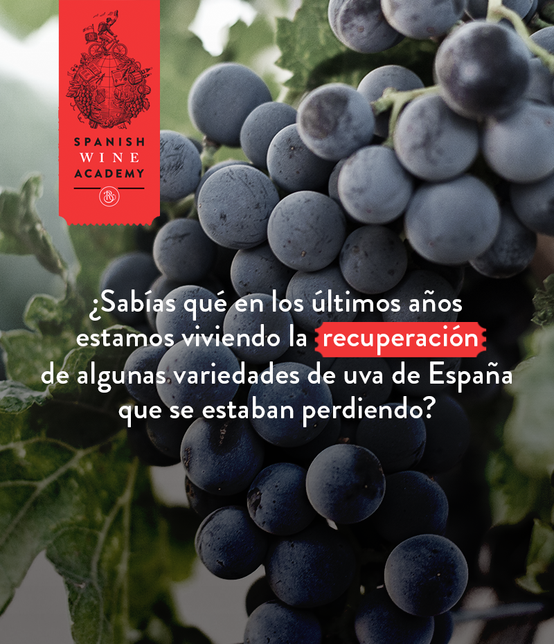 SPANISH WINE ACADEMY 24
