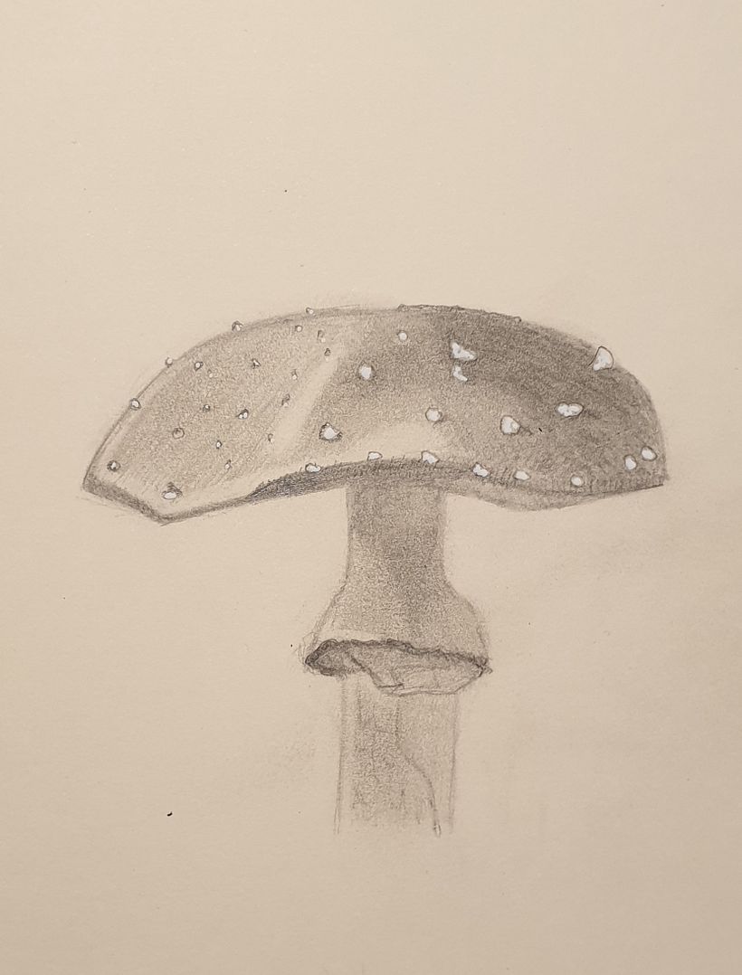 Mushroom 0