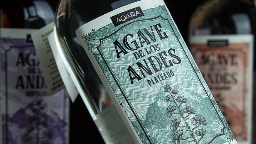 Agave de los Andes 2