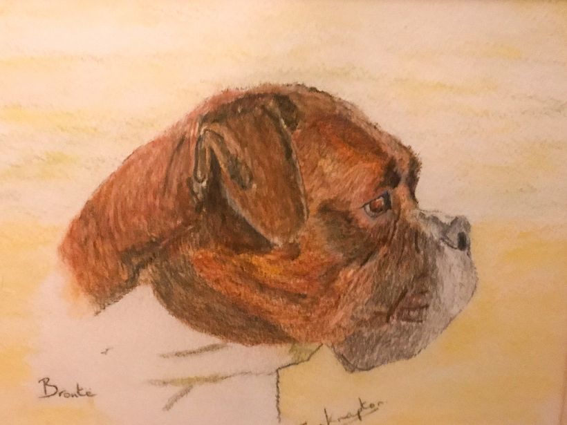 Bronte the Boxer 0