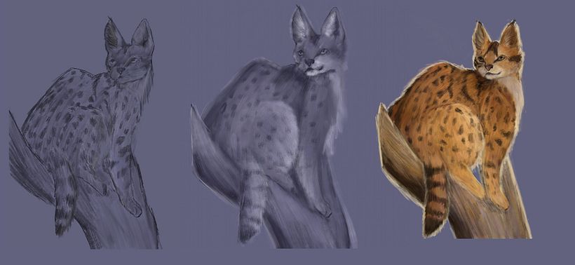 My project in Naturalist Animal Illustration with Procreate course 2