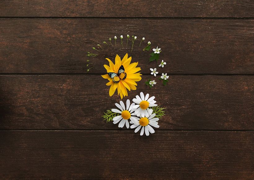 Regalo de primavera. 0