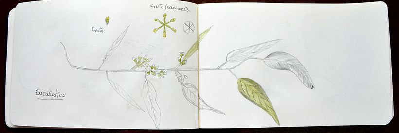 My project in Botanical Watercolor Sketchbook - Nora (Herli18) -1
