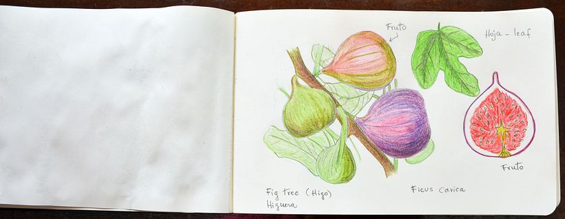 My project in Botanical Watercolor Sketchbook - Nora (Herli18) 0