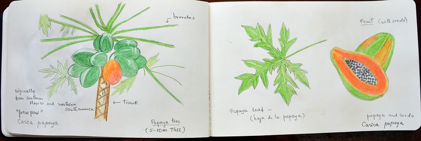 My project in Botanical Watercolor Sketchbook - Nora (Herli18) 1