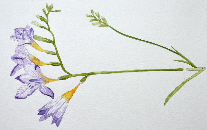 My project in Botanical Watercolor Sketchbook - Nora (Herli18) 5