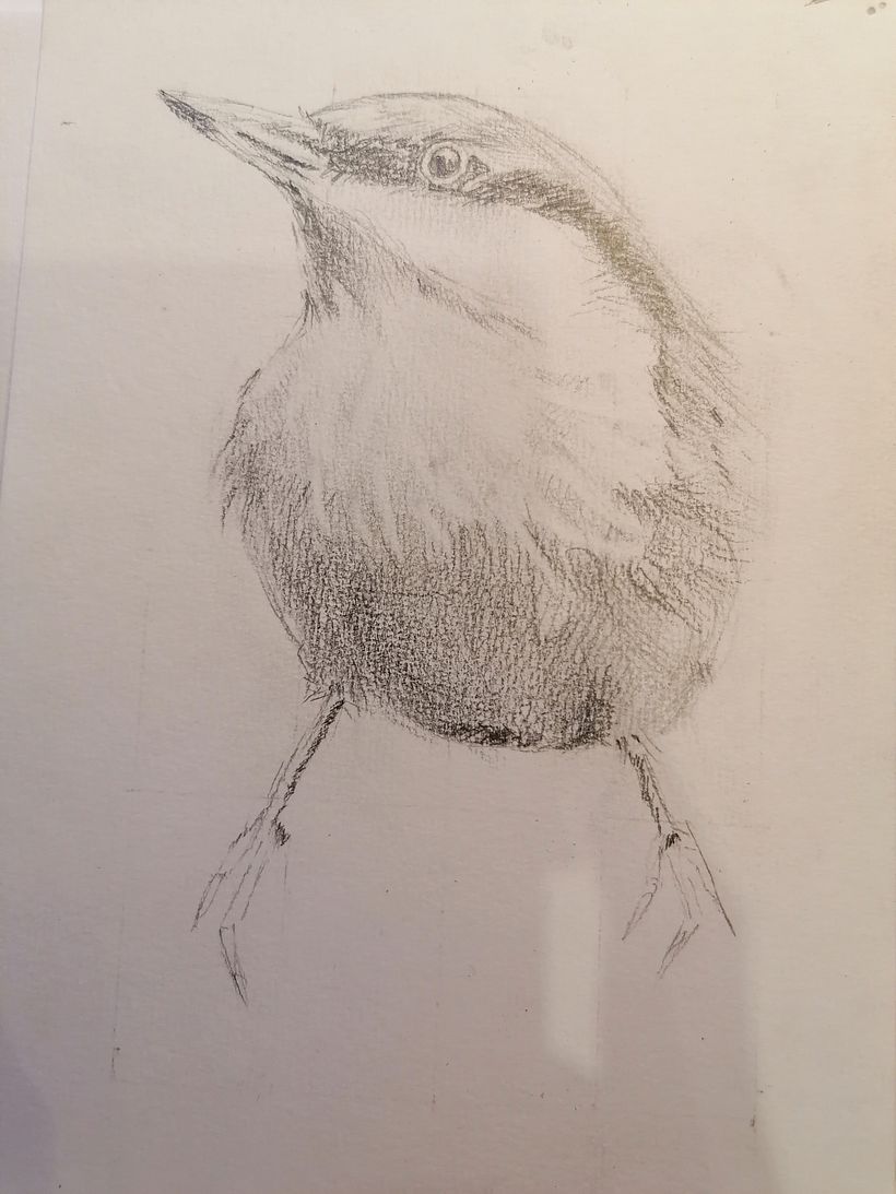 My project in Artistic Watercolor Techniques for Illustrating Birds course 1