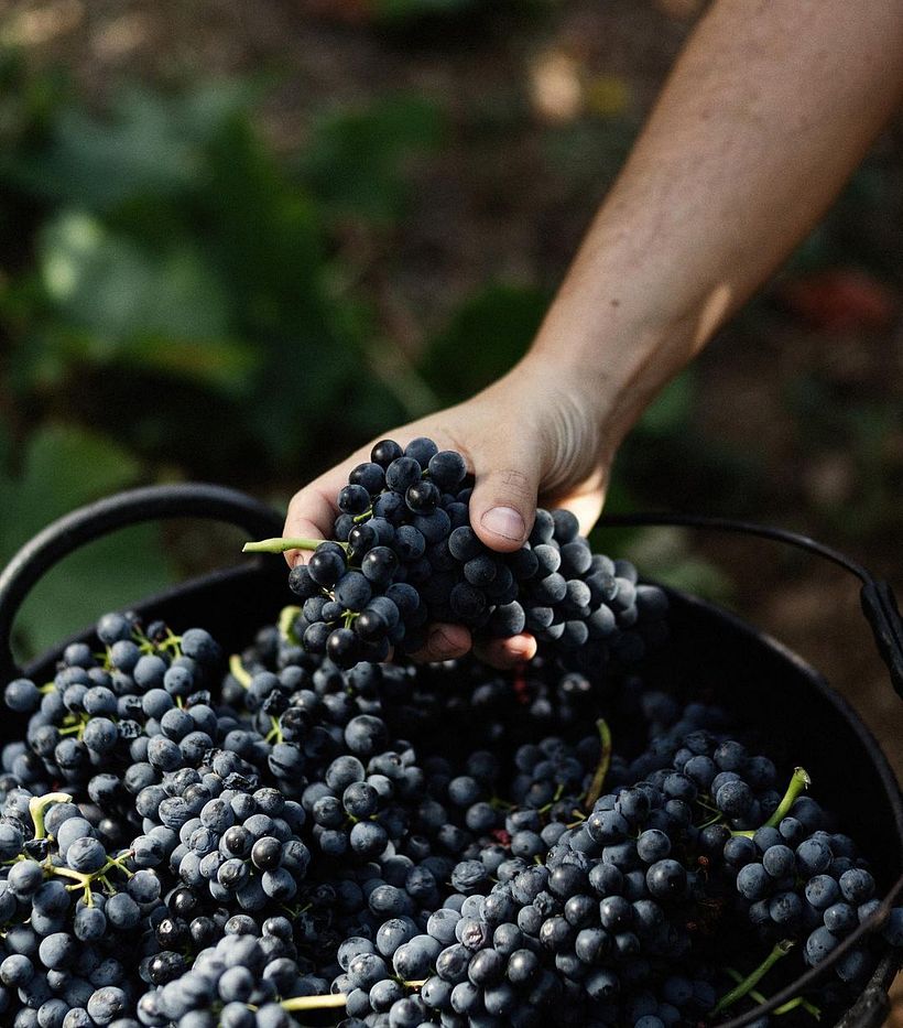 Bodegas Esteban Martín 4