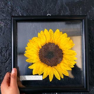 Mi pimer girasol prensado