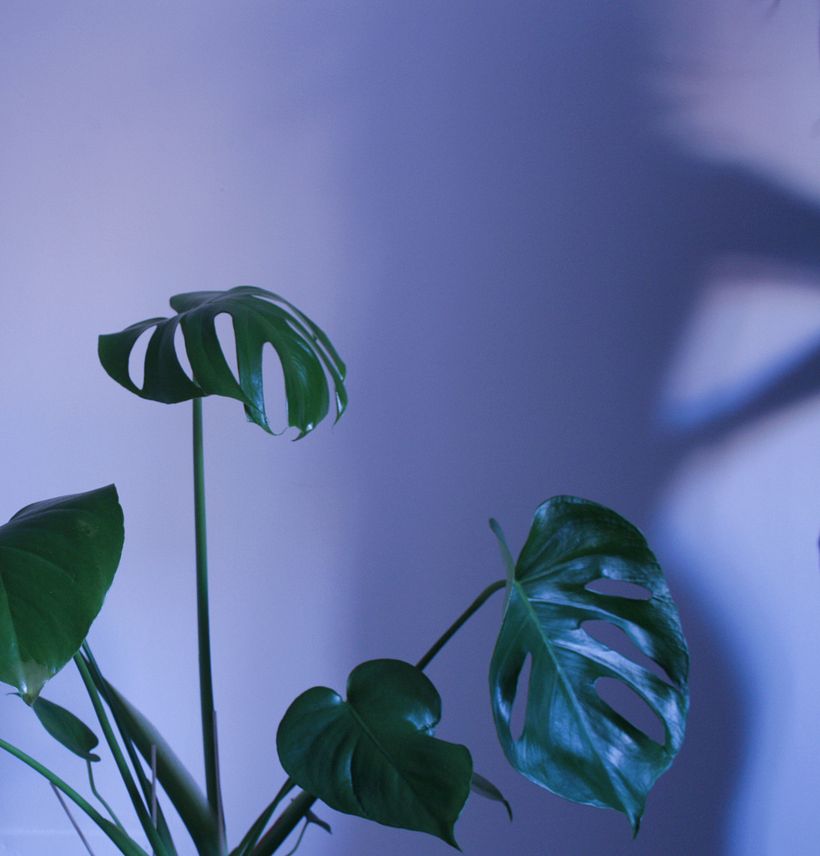 Sombra y planta / editada en VSCO.