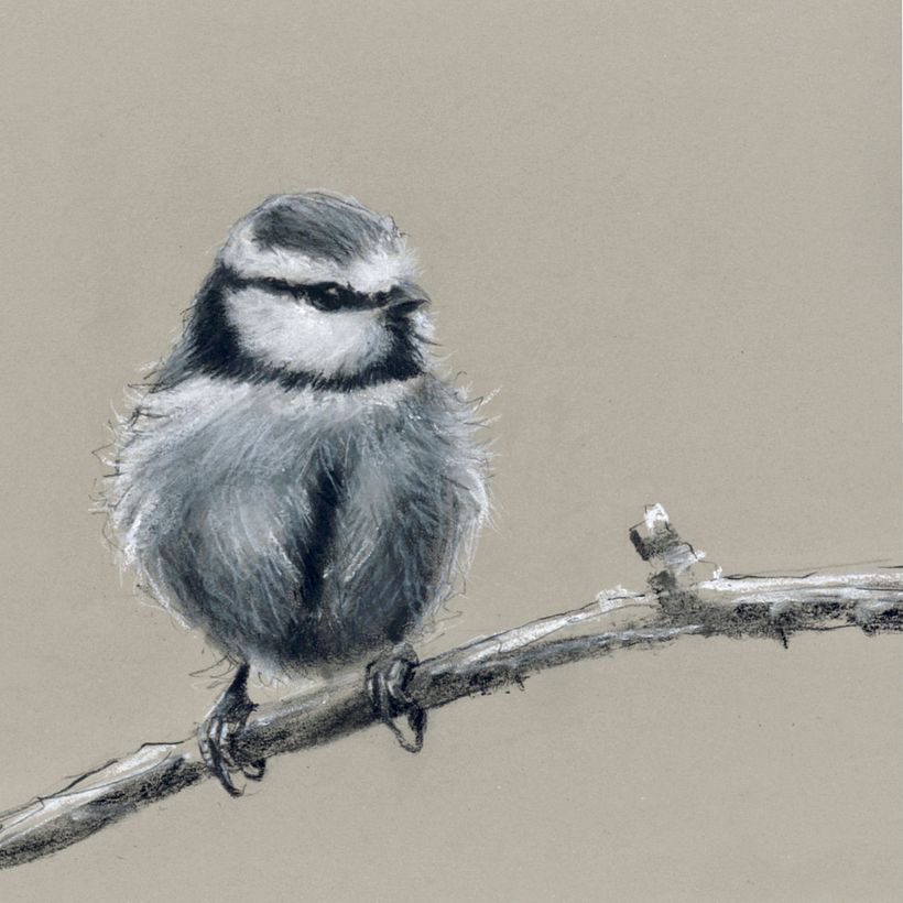 Then add white with charcoal pencils and pastel to your lightest values