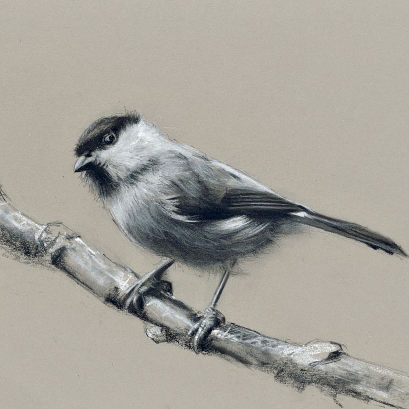 Add any fine detail such as the eye with sharp black charcoal pencils