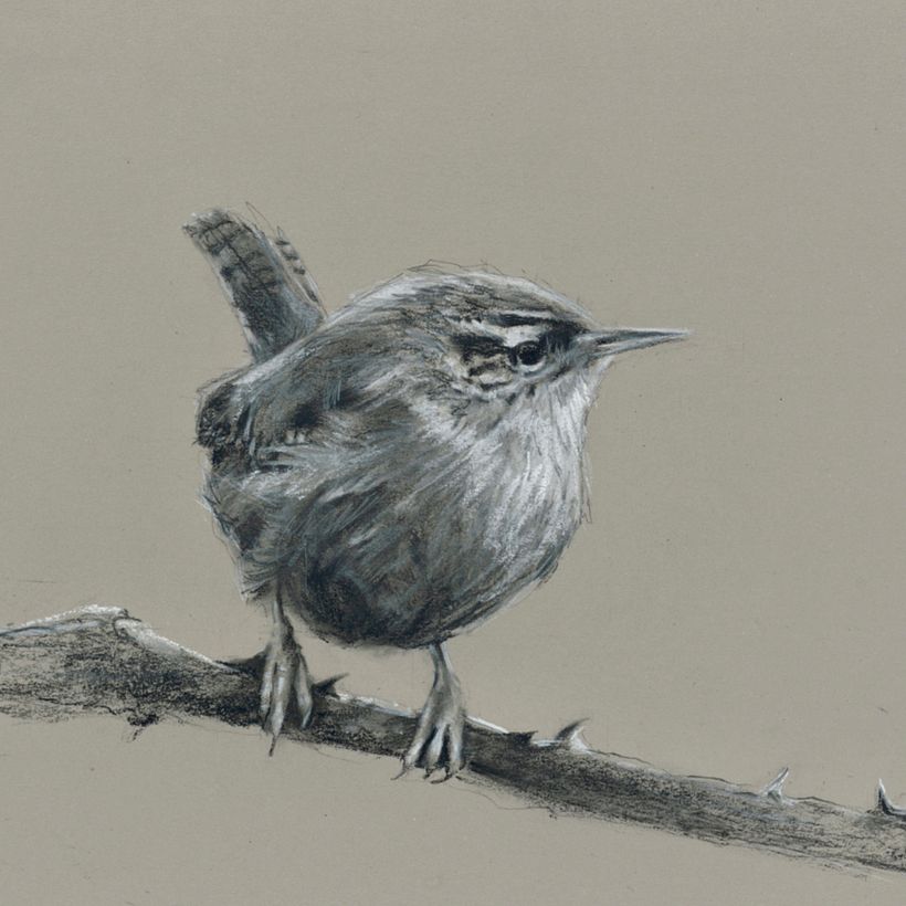 Layer up gradually using willow charcoal for mid tones and compressed charcoal for dark tones