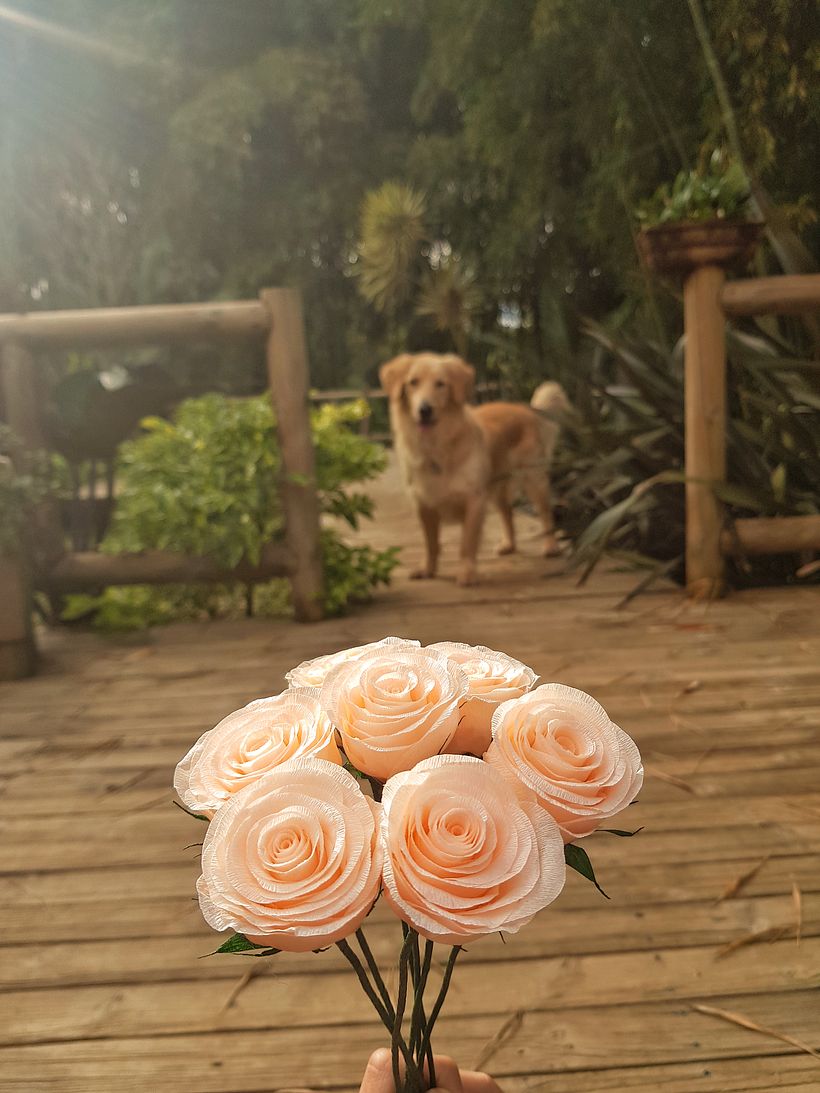 baby roses  - Diseño