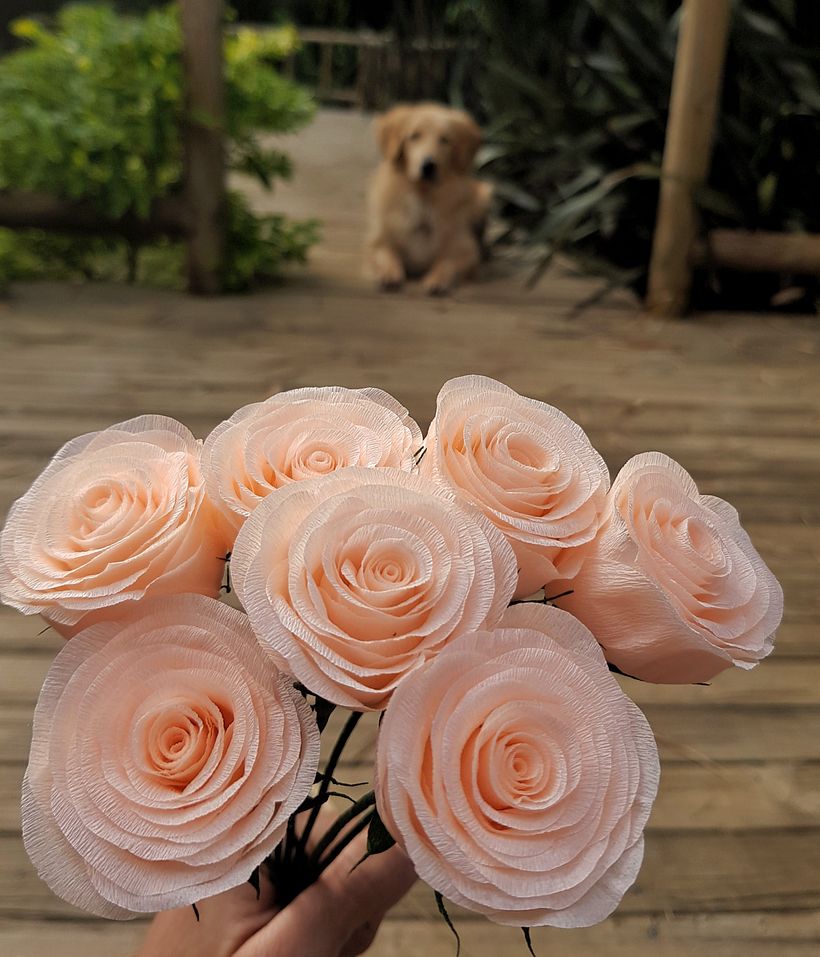 baby roses  - Diseño