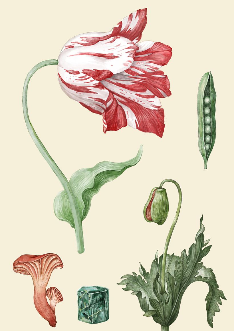 My project - inspired by the work of Maria Sibylla Merian, Otto Frello, Jacob Hoefnagel, Jacob Marrel, Katie Scott