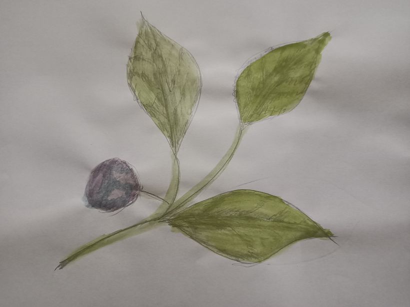 My project in Botanical Illustration with Watercolors course 1
