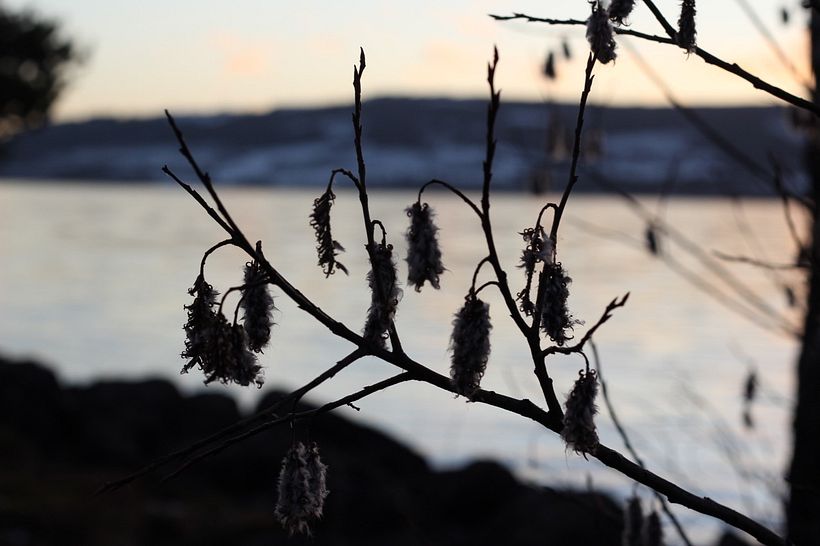 Shadows of winter tree. ISO 200, f/5, 1/320