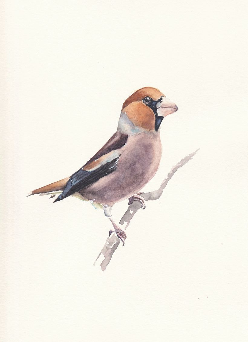 My project in Artistic Watercolor Techniques for Illustrating Birds course 0