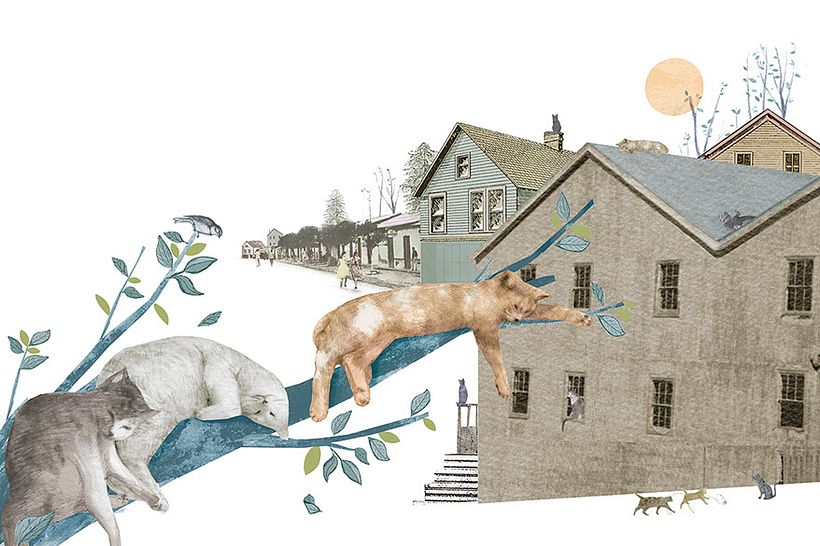 Libro El secreto de los gatos 1