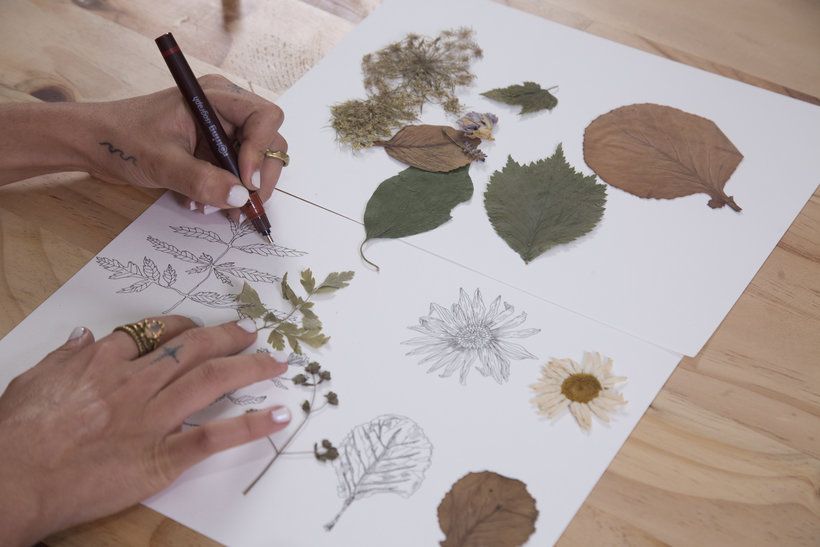 Botanical sample for sketching. Lucia Coz.