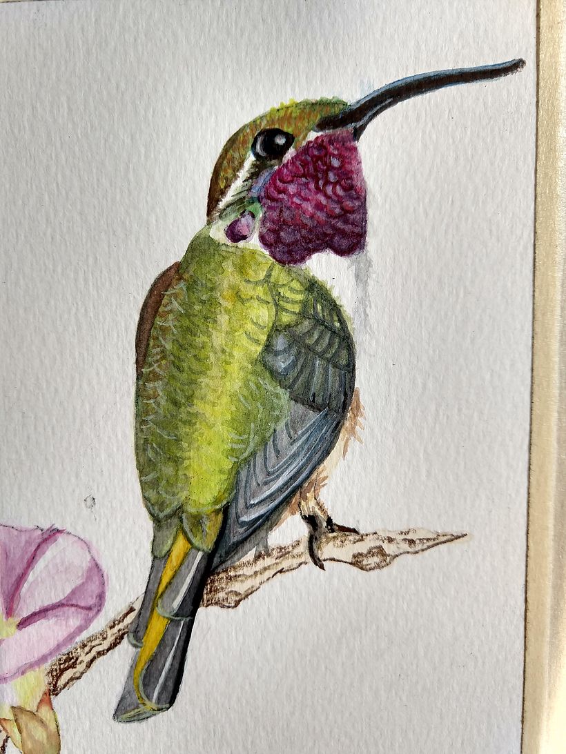Doricha Eliza, Colibrí cola Hendida, endémico mexicano, en peligro de extinción. 