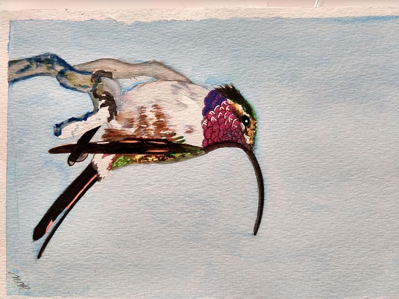 Doricha Eliza 2, Colibrí cola Hendida, endémico mexicano, en peligro de extinción. 