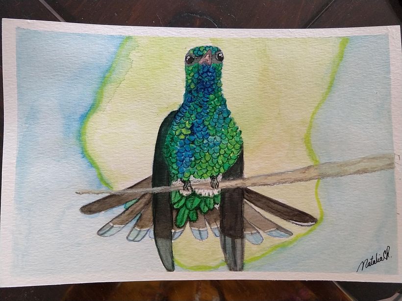 Esmeralda occidental, endémico mexicano. 