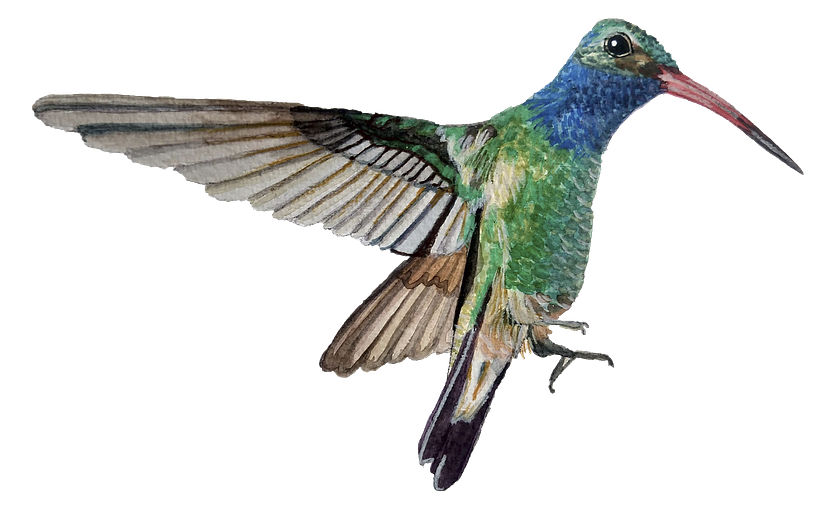 Colibrí pico ancho, habita en México y Estados Unidos, fue mi inspiración para este proyecto.