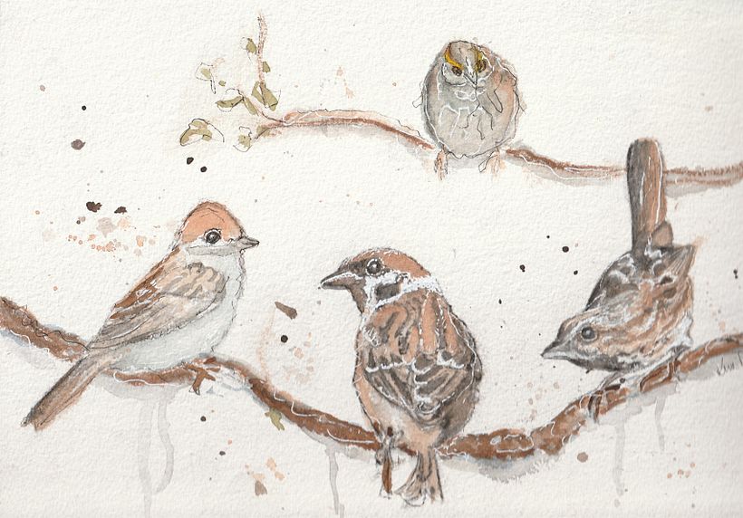 Sparrows by:Kim DePalmer
