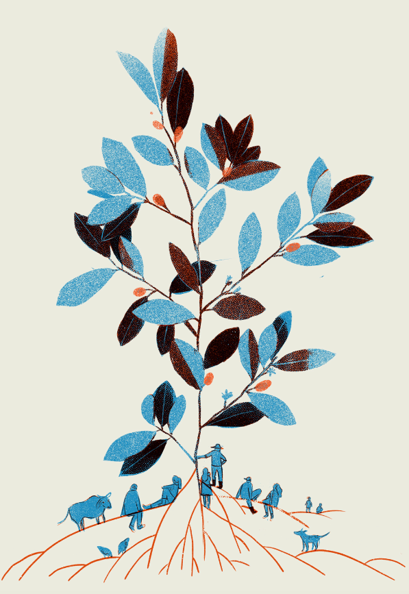 Informe a la CEV sobre el uso de glifosato, Dejusticia