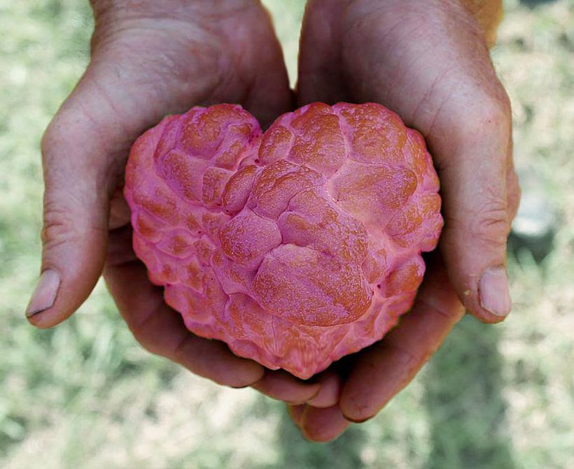 Custard Apple Valentine. 