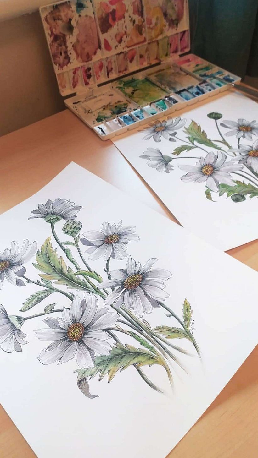 Daisy Illustration illustrations 0