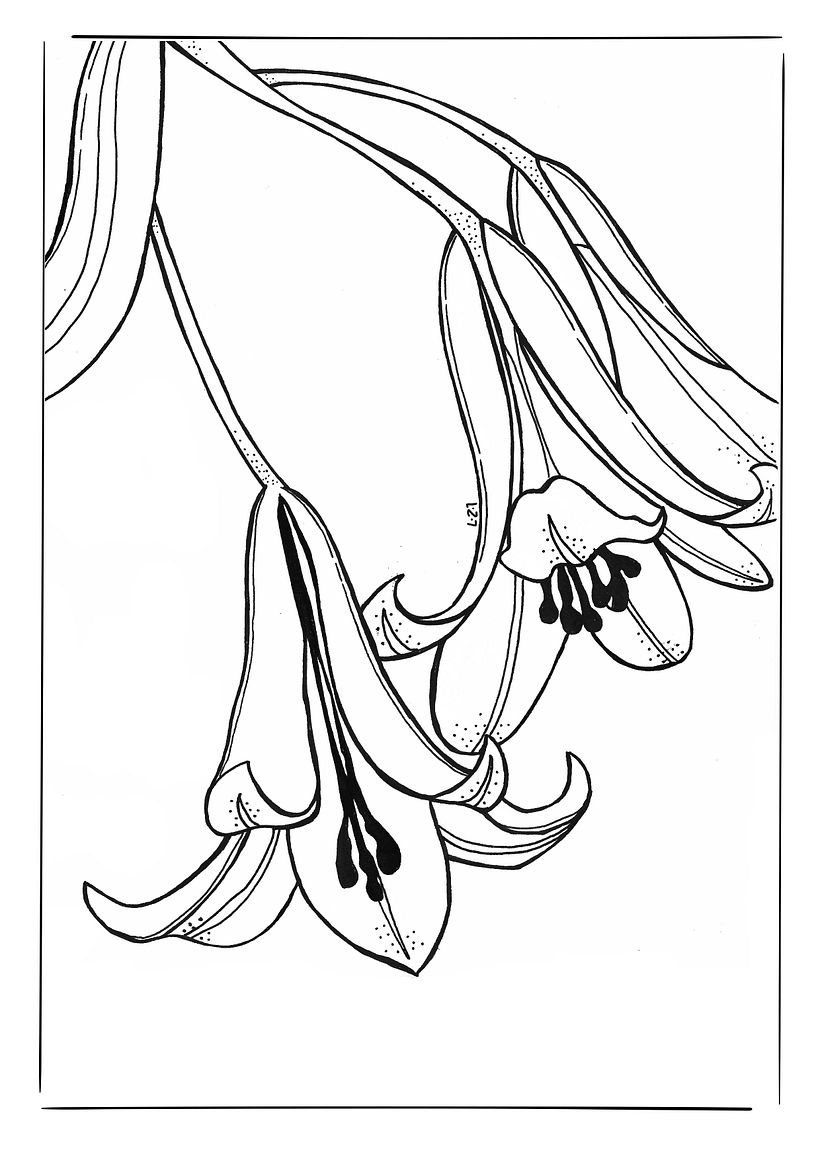 ilustracion botanica1 0