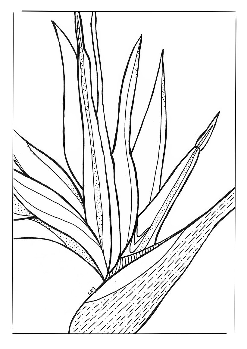 ilustracion botanica1 1
