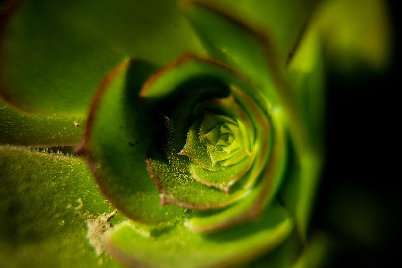 Una mirada diferente a mi jardín -1