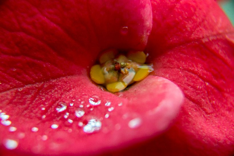Una mirada diferente a mi jardín 0