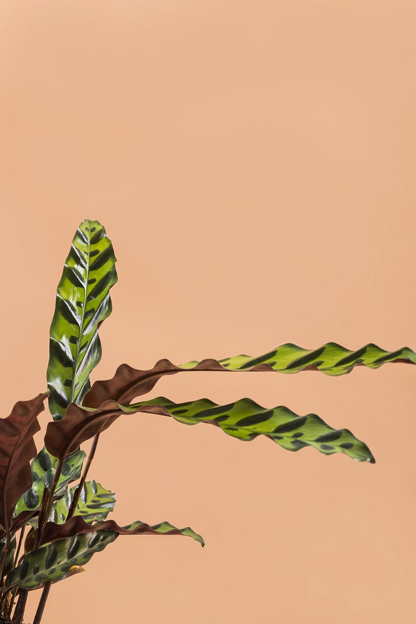 Feel The Nature, Fill Your Life With Green 7