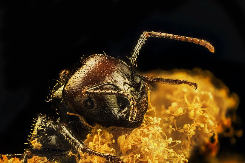 Hormiga en macro extremo 0