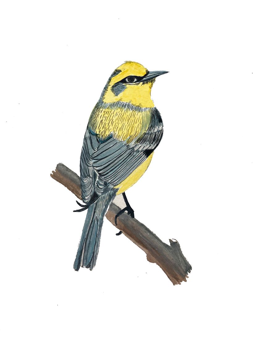 My project in Naturalist Bird Illustration with Watercolors course-Nora (herli18) 1