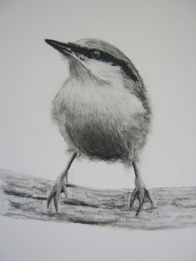My project in Artistic Watercolor Techniques for Illustrating Birds course 0