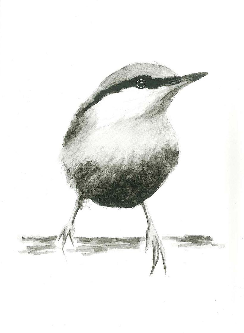 My project in Artistic Watercolor Techniques for Illustrating Birds course 0