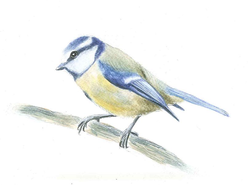 My project in Artistic Watercolor Techniques for Illustrating Birds course 1