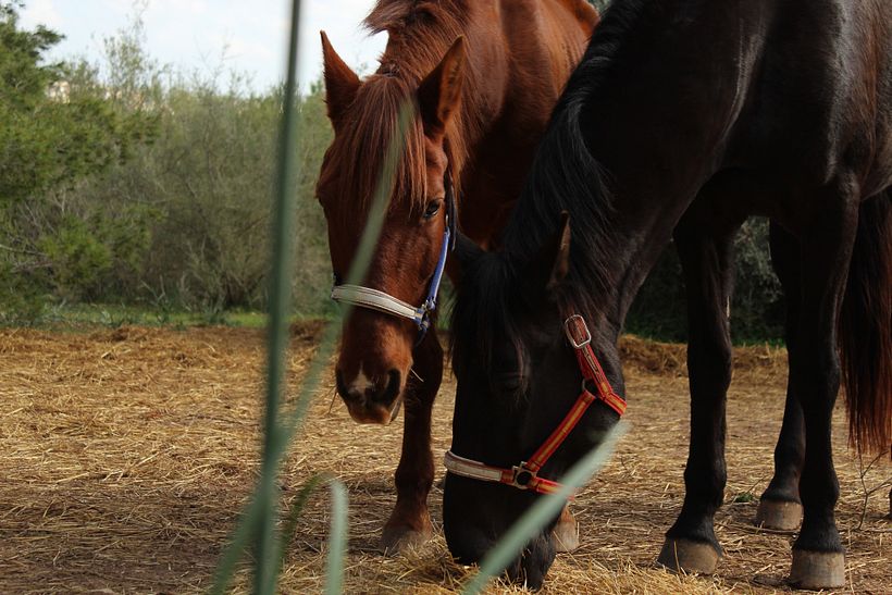 Chiculo y Bari. 