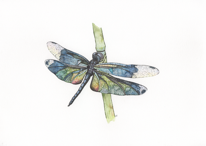 Final Project - Modern Watercolor Techniques course -1