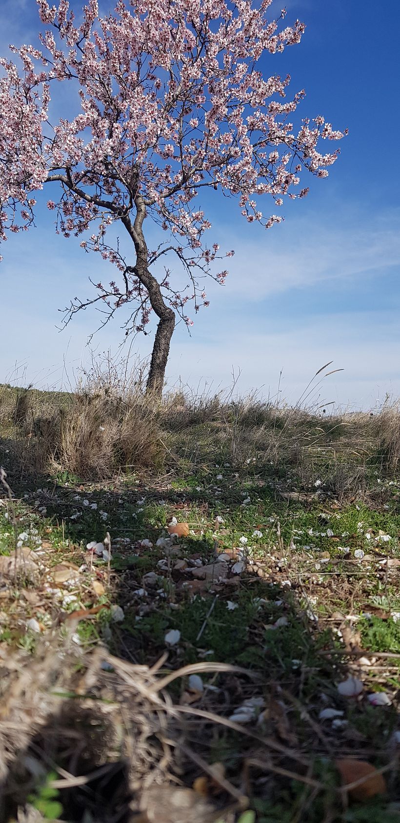 Location: campo de almendros. Almond trees.