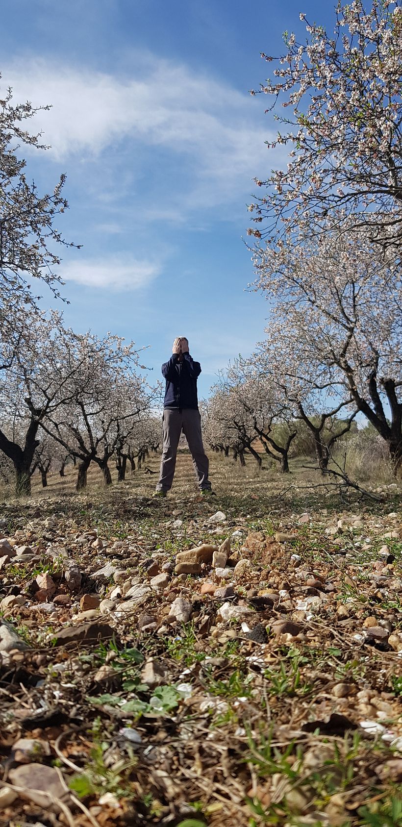 Location: campo de almendros. Almond trees.